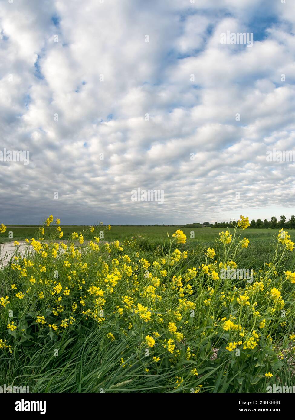 Dramatischer Himmel mit Altocumulus-Wolken und leuchtend gelben Blüten im Vordergrund Stockfoto