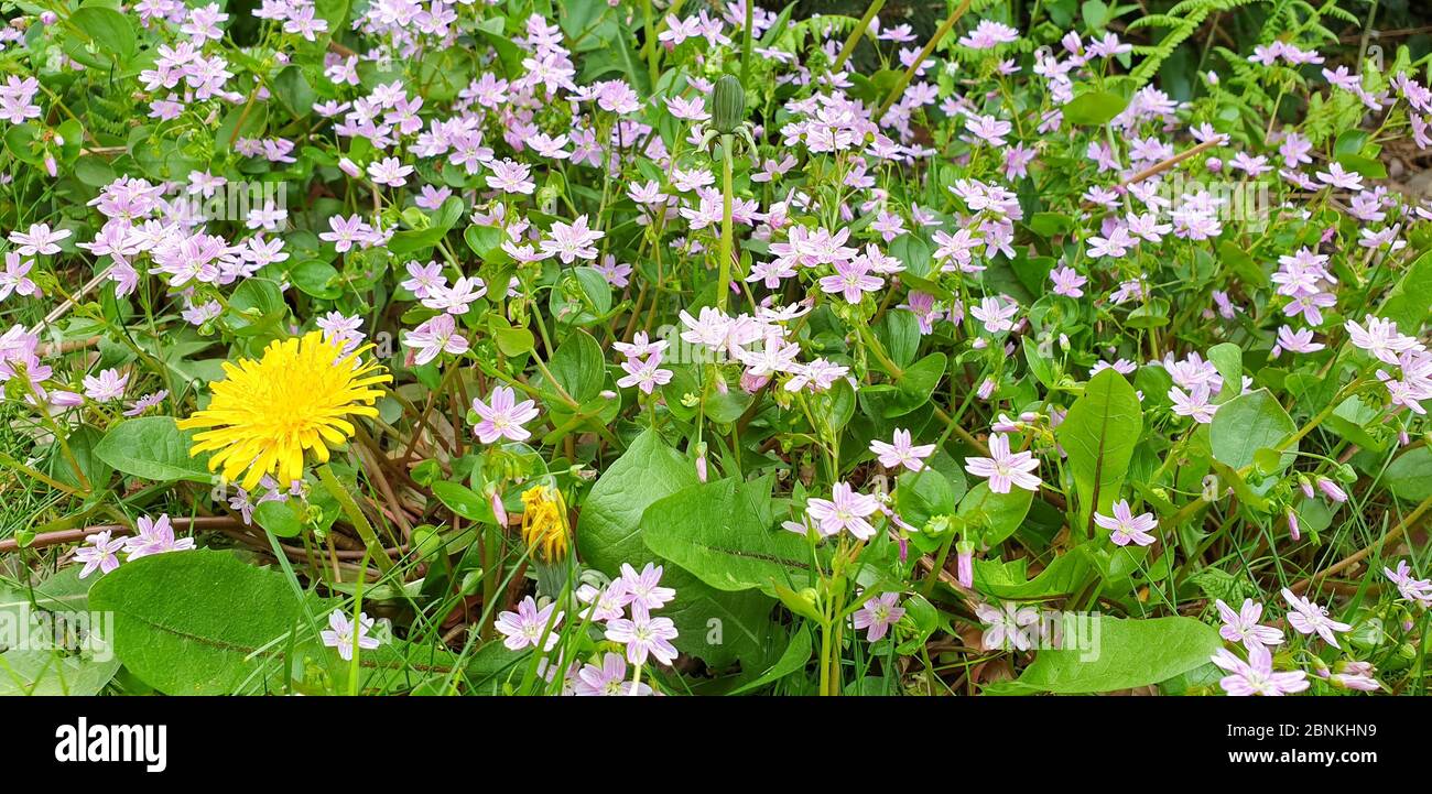 Frühlingsblumen auf einer Wiese. Hellrosa gefärbte Blüten sind sibirische Frühlingsschönheiten (Claytonia sibirica). Gelbe Löwenzahn (Taraxacum officinale). Stockfoto