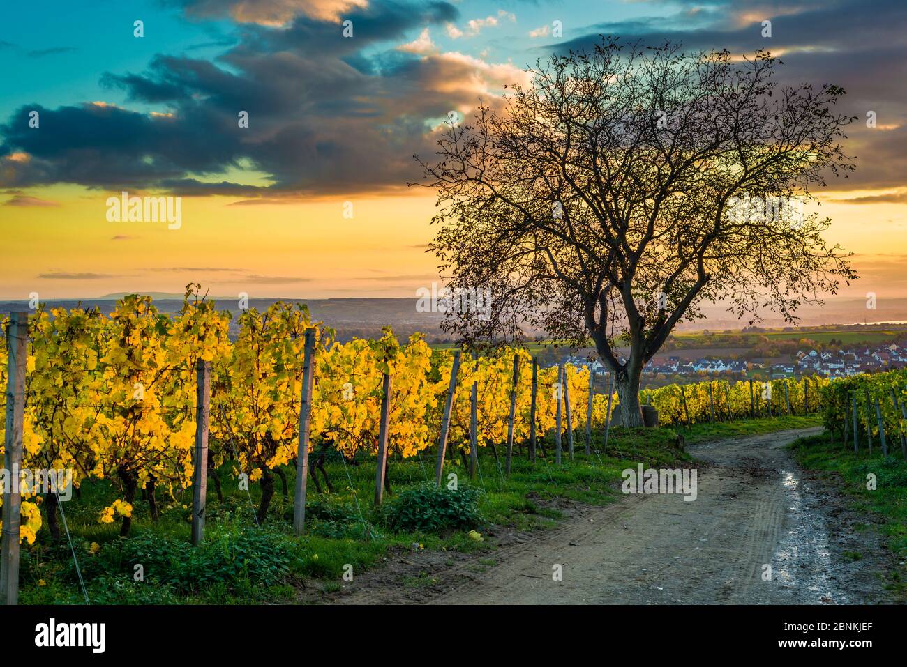 Untergehende Sonne bei Kiedrich im Rheingau, mystische Beleuchtung in den Weinbergen im goldenen Oktober, Blick Richtung Sülzbachtal und Kiedrich, Stockfoto