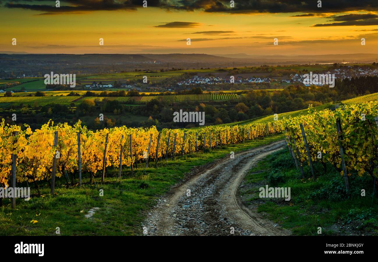 Untergehende Sonne unter der Bubenhäuser Höhe, bei Rauenthal im Rheingau, mystische Beleuchtung in den Weinbergen im Goldenen Oktober, Blick Richtung Sülzbachtal und Kiedrich, Stockfoto