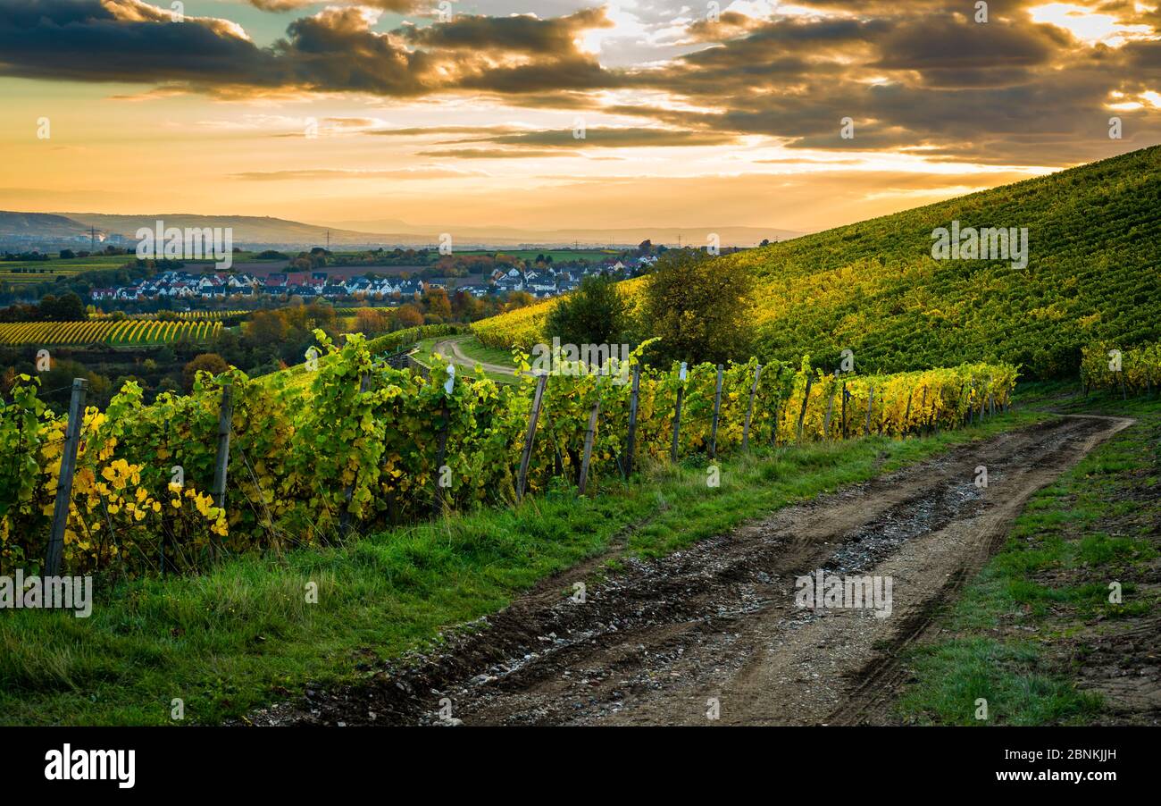 Untergehende Sonne über der Bubenhäuser Höhe, bei Rauenthal im Rheingau, mystische Beleuchtung in den Weinbergen im goldenen Oktober, Blick Richtung Sülzbachtal und Kiedrich, Stockfoto