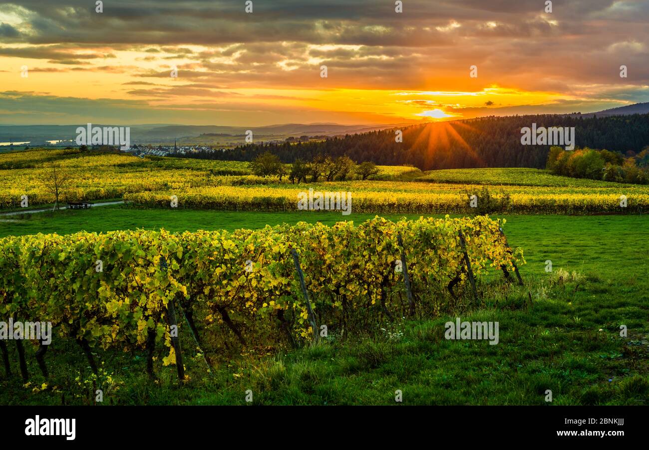 Untergehende Sonne über der Bubenhäuser Höhe, bei Rauenthal im Rheingau, mystische Beleuchtung in den Weinbergen im goldenen Oktober, Blick Richtung Sülzbachtal und Kiedrich, Stockfoto