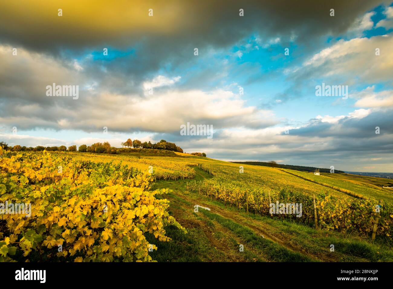 Untergehende Sonne über der Bubenhäuser Höhe, bei Rauenthal im Rheingau, mystische Beleuchtung in den Weinbergen im goldenen Oktober, Blick Richtung Sülzbachtal und Kiedrich, Stockfoto