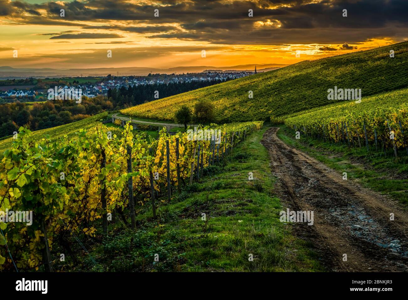 Untergehende Sonne über der Bubenhäuser Höhe, bei Rauenthal im Rheingau, mystische Beleuchtung in den Weinbergen im goldenen Oktober, Blick Richtung Sülzbachtal und Kiedrich, Stockfoto