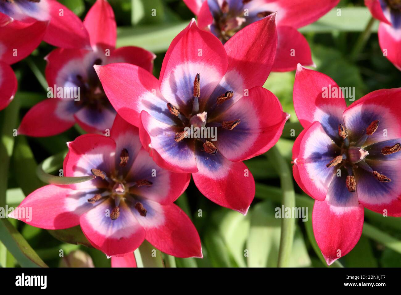 Offene Blume einer Miniatur-tulpe tulipa - Tulpe Stockfoto