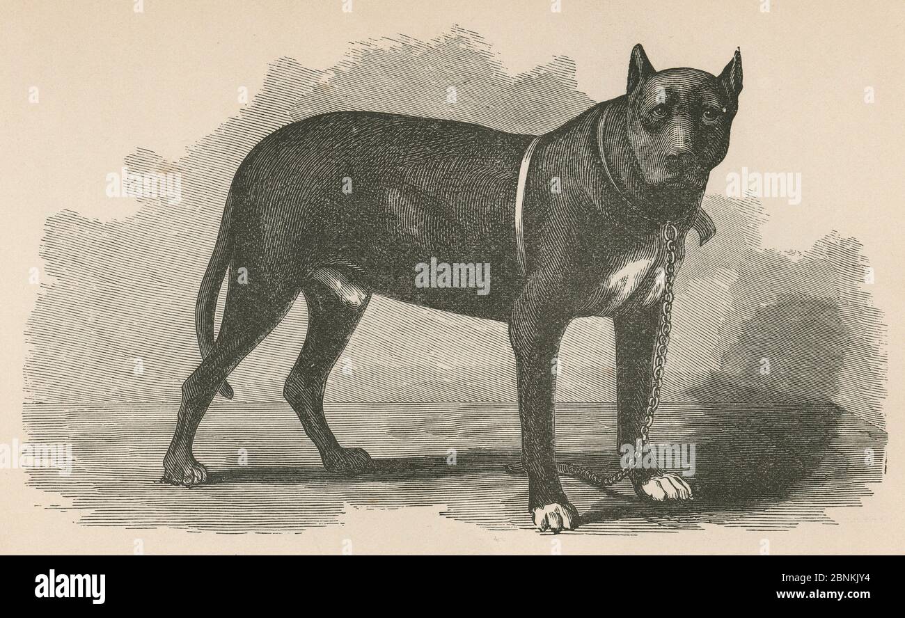1866 Gravur, Bluthund „Held“ aus der Soldier’s Story von Goss. „dieser Hund ist ein russischer Bloodhound und wurde während des Krieges im Libby Prison and Castle Thunder, Richmond, Virginia, verwendet, um Gewerkschaftsgefangene zu bewachen und die Entkommenen zurückzuerobern. Gewicht, 198 Pfund; Höhe, drei Fuß und zwei Zoll; Länge, von Spitze zu Spitze, sieben Fuß eineinhalb Zoll. " Das Gefängnis Andersonville war während des amerikanischen Bürgerkriegs ein Gefangener des Kriegslagers der Konföderierten in Andersonville, Georgia. QUELLE: ORIGINALGRAVUR Stockfoto