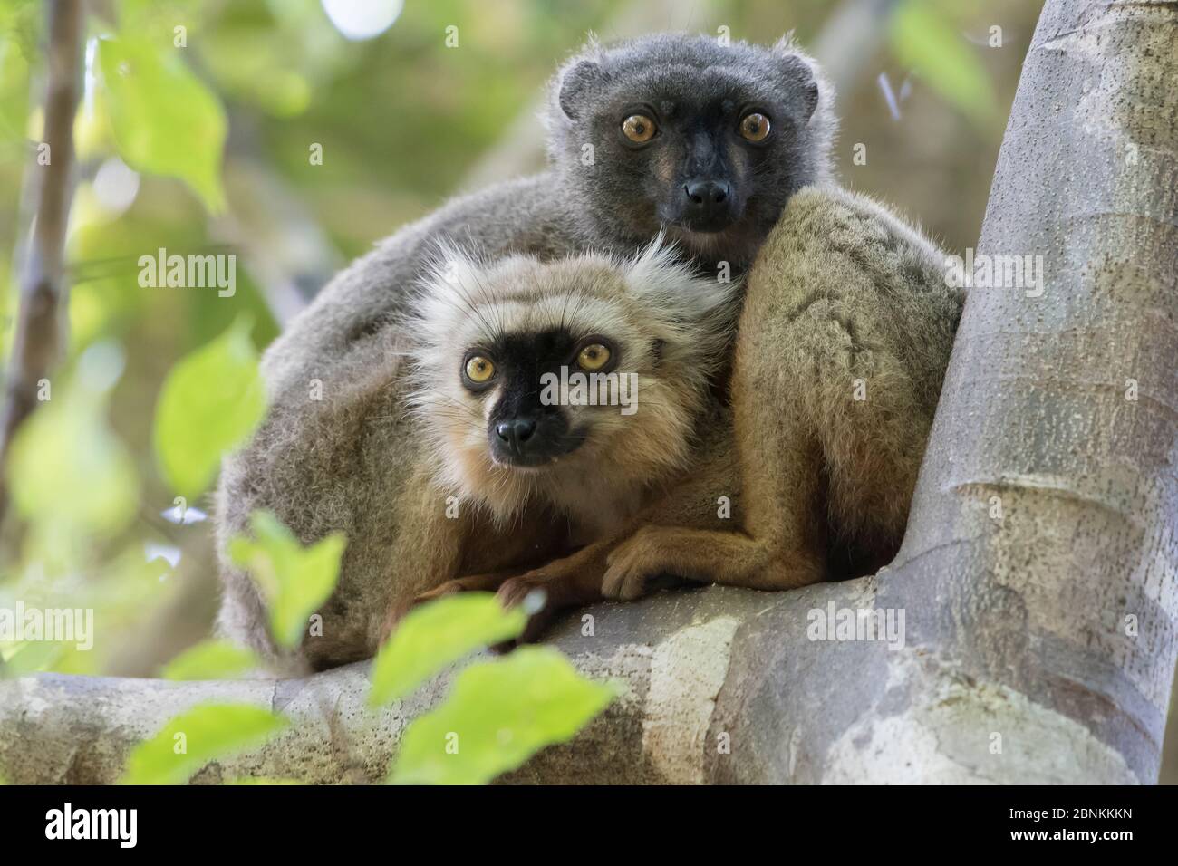 Sanford's brauner Lemur (Eulemur sanfordi) Männchen und Weibchen im Baum, Ankarana Nationalpark, Madagaskar Stockfoto