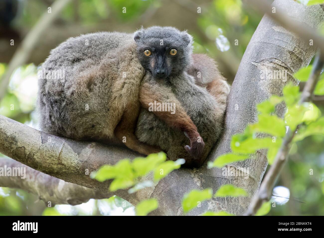 Sanford's brauner Lemur (Eulemur sanfordi) Männchen, Ankarana Nationalpark, Madagaskar Stockfoto