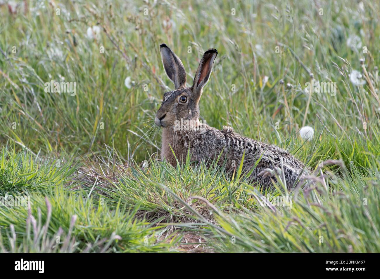 Braunhase (Lepus europaeus) im Gras ruhend, Texel, Niederlande Mai Stockfoto