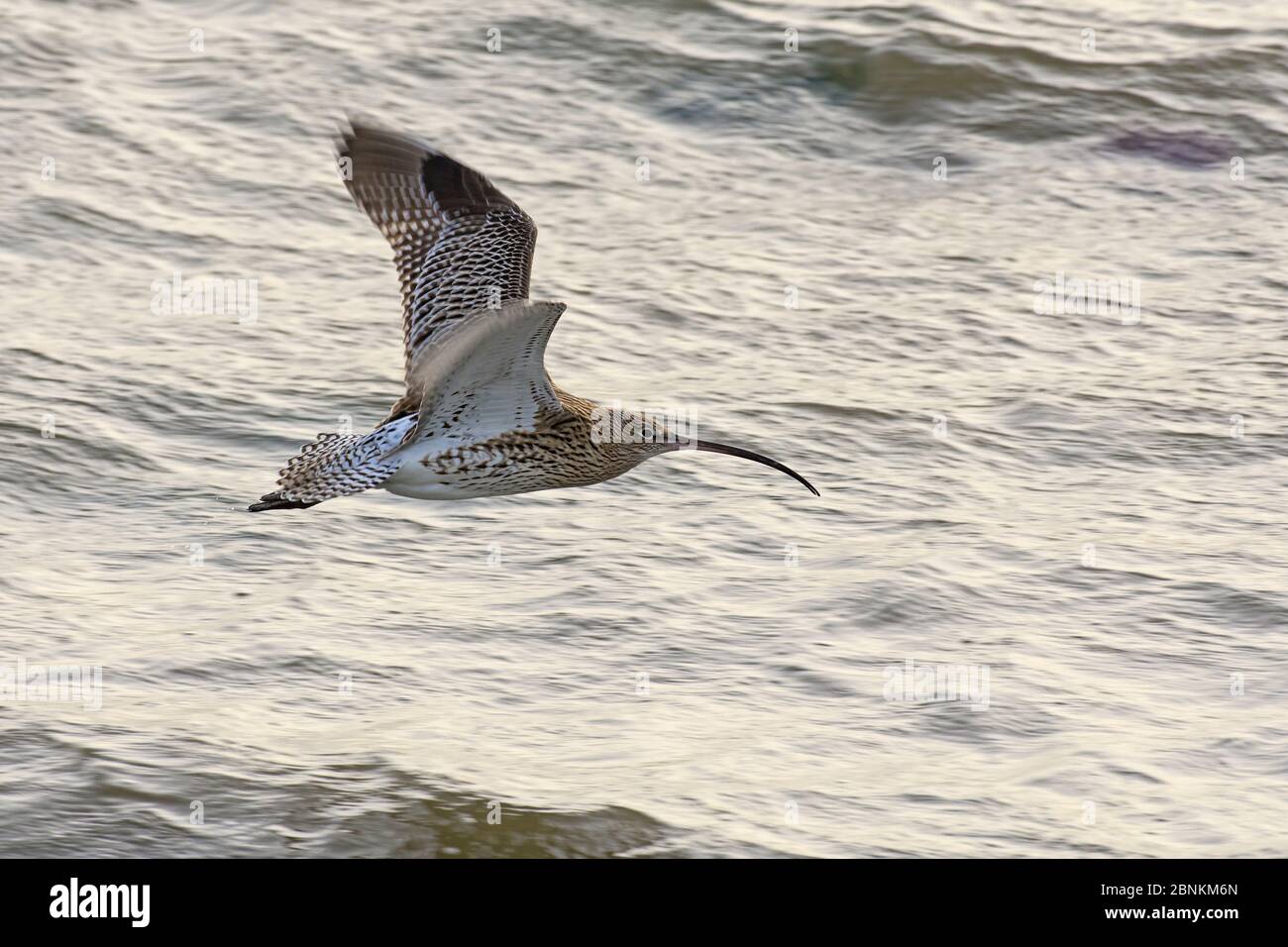 Curlew (Numenius arquata) im Flug über Meer, Zeeland, Niederlande November Stockfoto