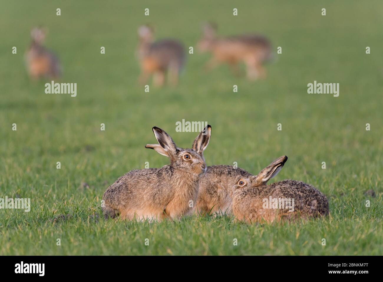 Braune Hasen (Lepus europaeus) sitzen zusammen auf dem Feld, Zeeland, Niederlande Februar Stockfoto