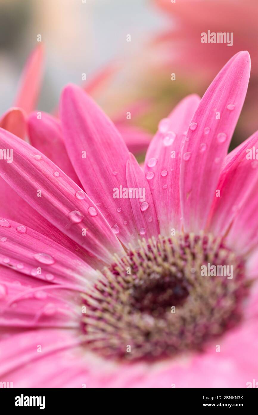 Gerbera Blume nach Regenschauern, Gerbera Hybrid, Barberton Daisy, Nahaufnahme Stockfoto