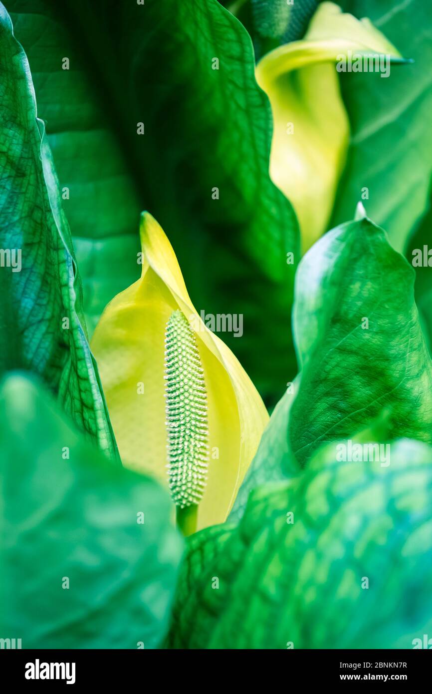 Blüte der gelben falschen Calla, Lysichiton americanus, Araceae, amerikanischer Skunk-Kohl, amerikanischer Riese Ara, stinkender willie, stinkender Kohl Stockfoto