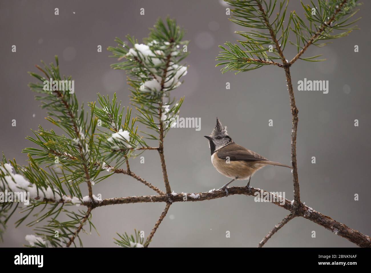 Haubenmeise (Lophophanes cristatus) auf verschneiten Kiefern (Pinus sylvestris), Glenfeshie, Schottland, Großbritannien, Januar. Stockfoto