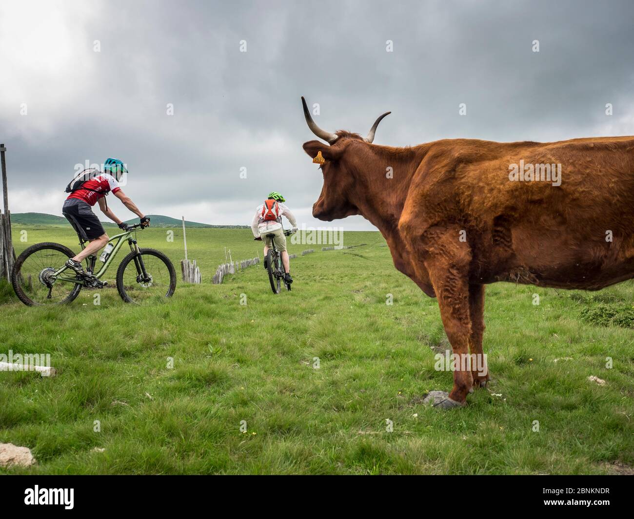 Mountainbiker auf einem Plateau im Zentralmassiv, in der Auvergne in Frankreich, im Hintergrund der Grat des Pic du Capucin, 1468 m Stockfoto