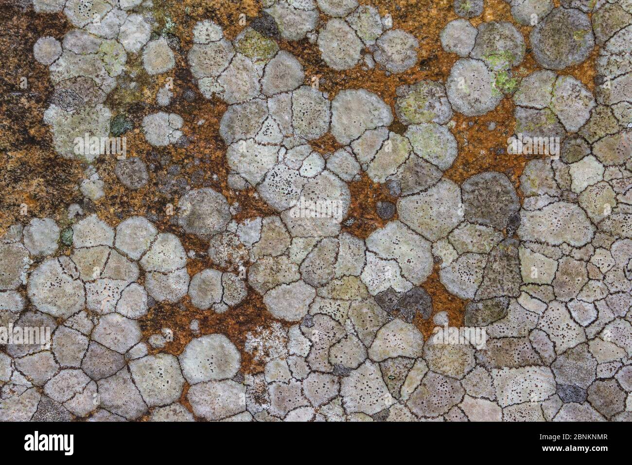 Karte Flechten (Rhizocarpon geographicum) auf Gneis, North Harris, Äußere Hebriden, Schottland, April. Stockfoto