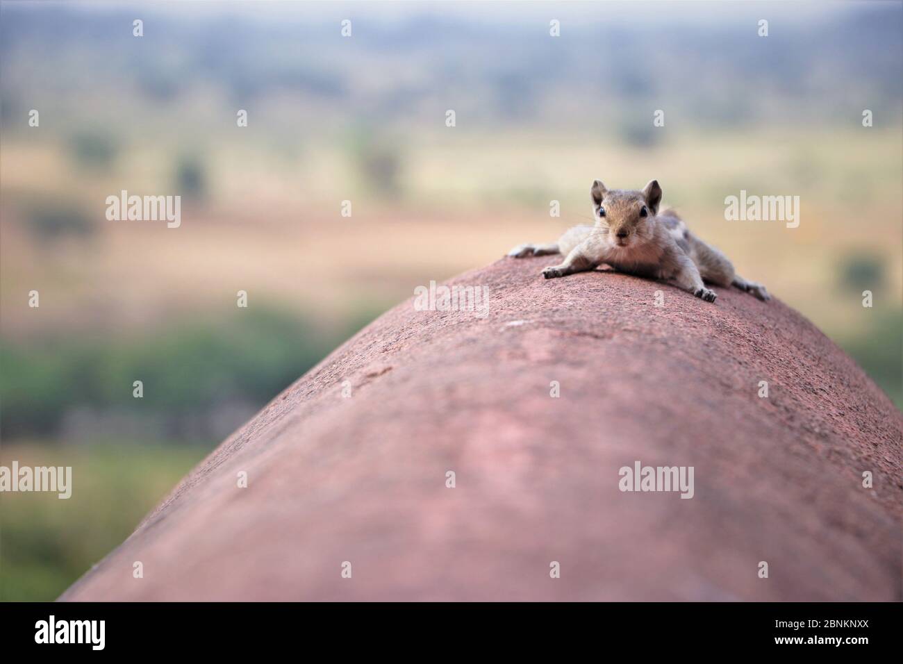 Kleiner Chipmunk auf einer Pfeife. Rajasthan, Indien Stockfoto
