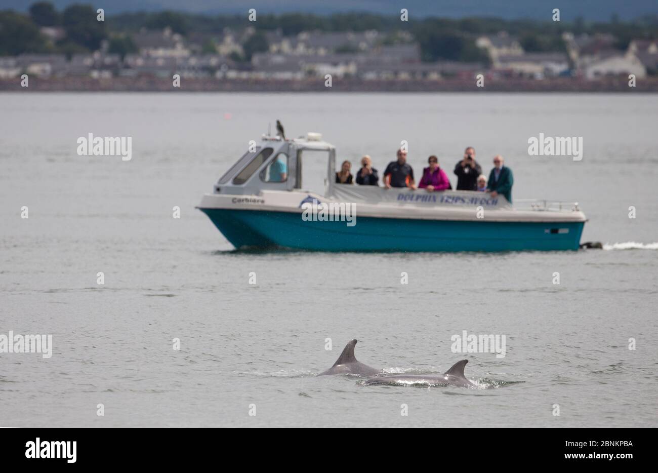 Touristen beobachten zwei große Delfine (Tursiops truncatus) vom Boot aus, Moray Firth, Inverness, Schottland, Großbritannien, Juli 2014. Stockfoto