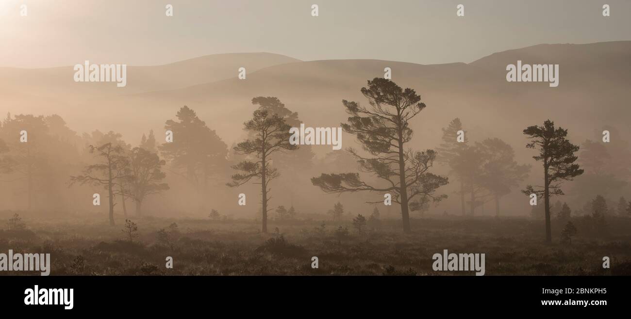 Schottenkiefern (Pinus sylvestris) im kaledonischen Kiefernwald bei Sonnenaufgang, Abernethy National Nature Reserve, Cairngorms National Park, Schottland, Großbritannien, Süd Stockfoto
