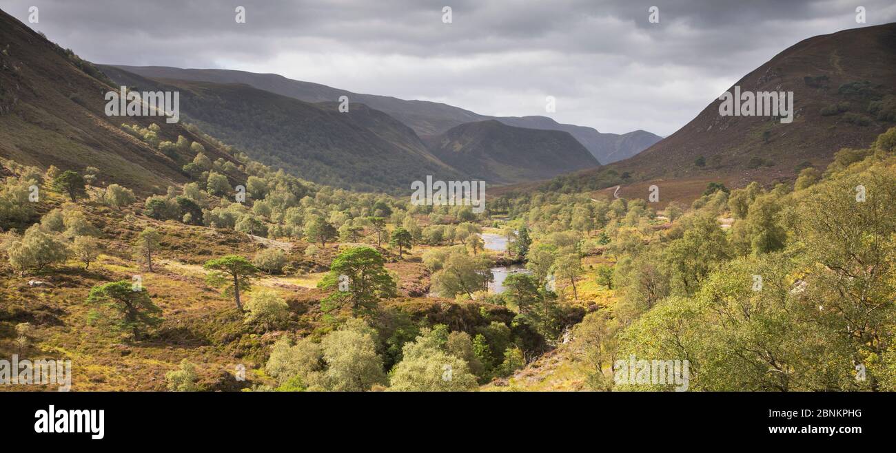 Woodland regenerierende entlang Urstromtal, Glen Mhor, Alladale Wilderness Reserve, Sutherland, Schottland, UK, September 2014. Stockfoto