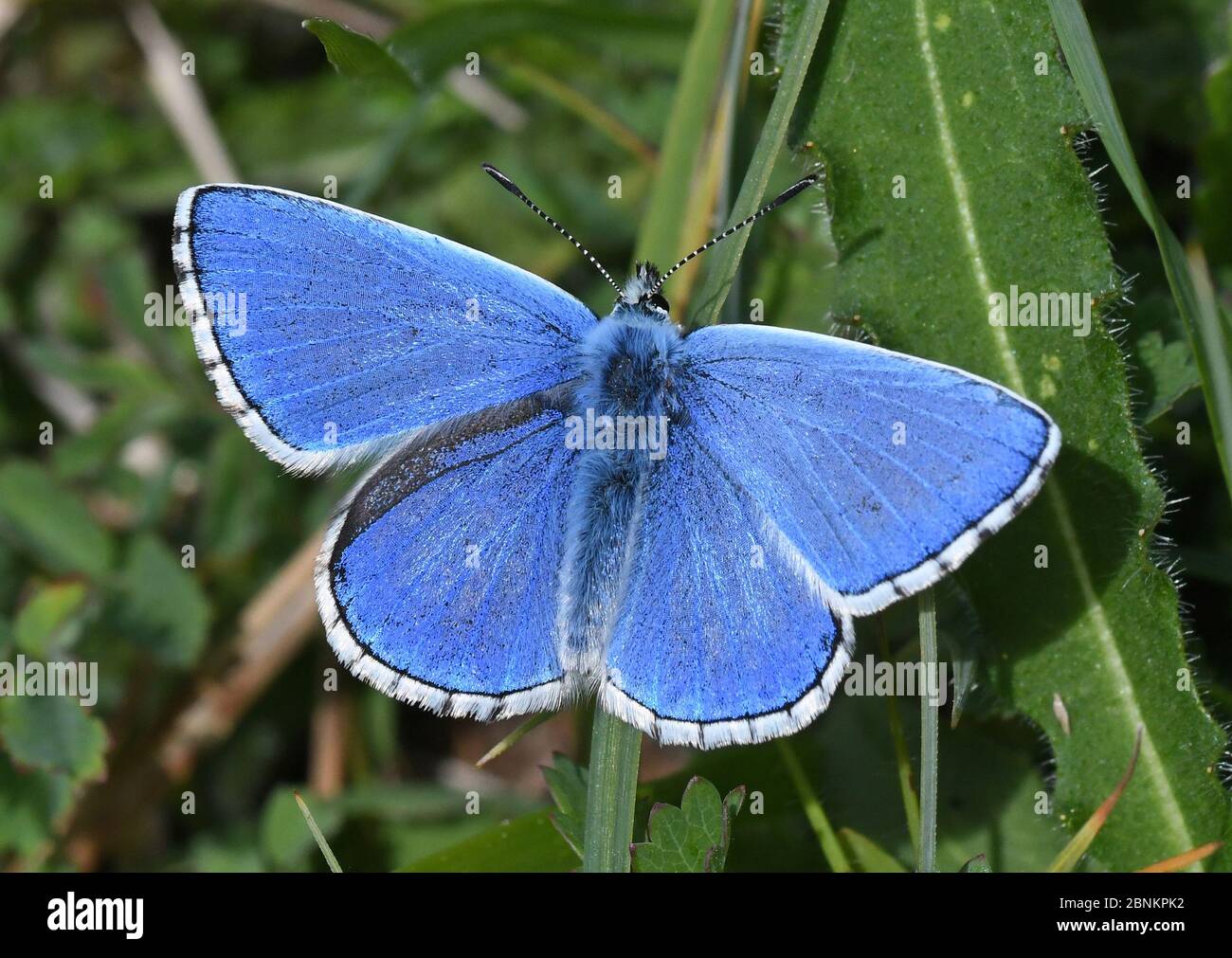 Adonis Blauer Schmetterling (Polyommatus bellargus) Stockfoto