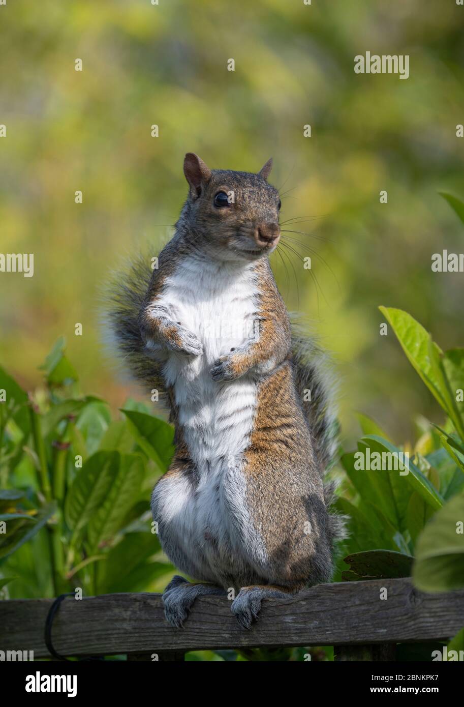 London, Großbritannien. 15 Mai 2020. Ein graues Eichhörnchen sitzt aufrecht auf einem Gartenzaun zwischen Sträuchern in frühen Abendsonnen beobachten den Fotografen. Quelle: Malcolm Park/Alamy Live News Stockfoto