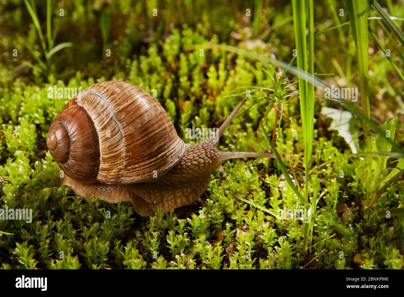 Helix pomatia ist auch eine römische oder Traubenschnecke in der Natur in grünem Moos. Stockfoto