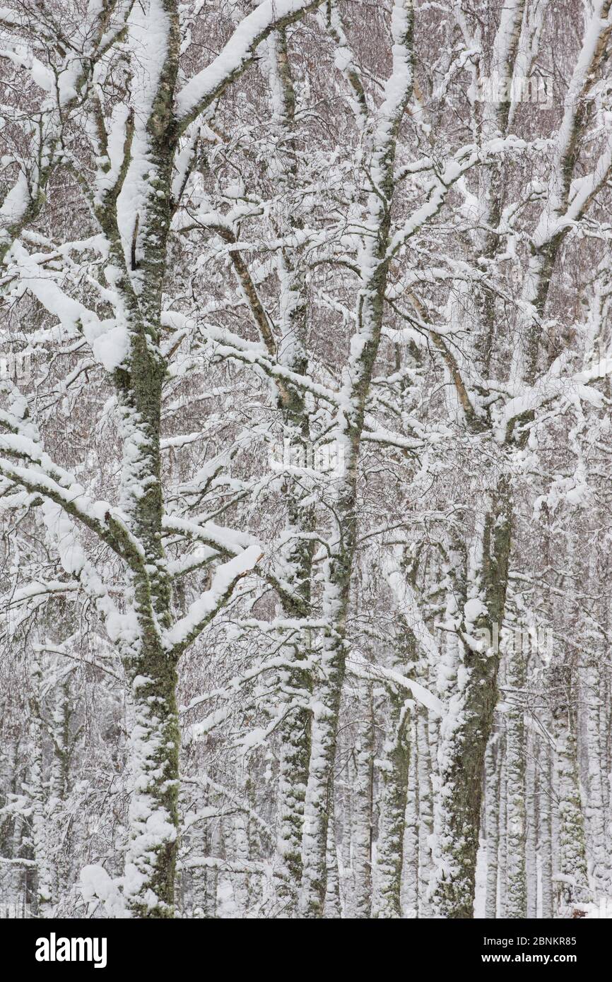 Abschnitt des winterlichen Waldgebiets der Silberbirke (Betula pendula), Glenfeshie, Cairngorms National Park, Schottland, Großbritannien, Dezember. Stockfoto
