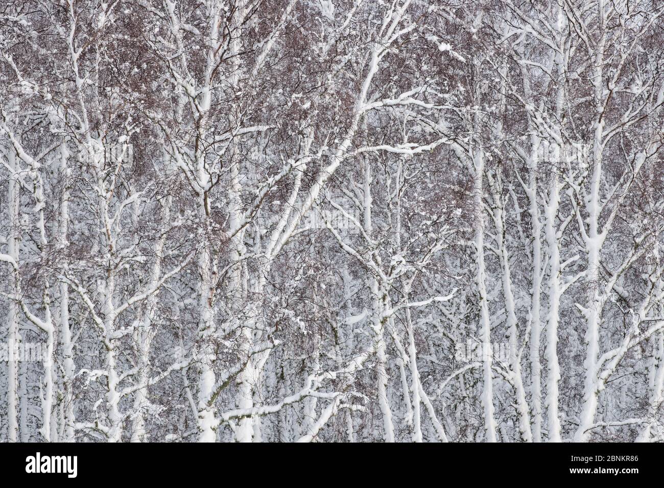 Abschnitt der Silberbirke (Betula pendula) Wald, Glenfeshie, Cairngorms National Park, Schottland, Großbritannien, Dezember. Stockfoto