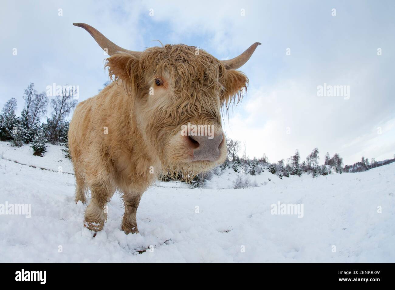 Highland Cow in Snow Covered Weide, Glenfeshie, Cairngorms National Park, Schottland, Großbritannien, Januar. Stockfoto
