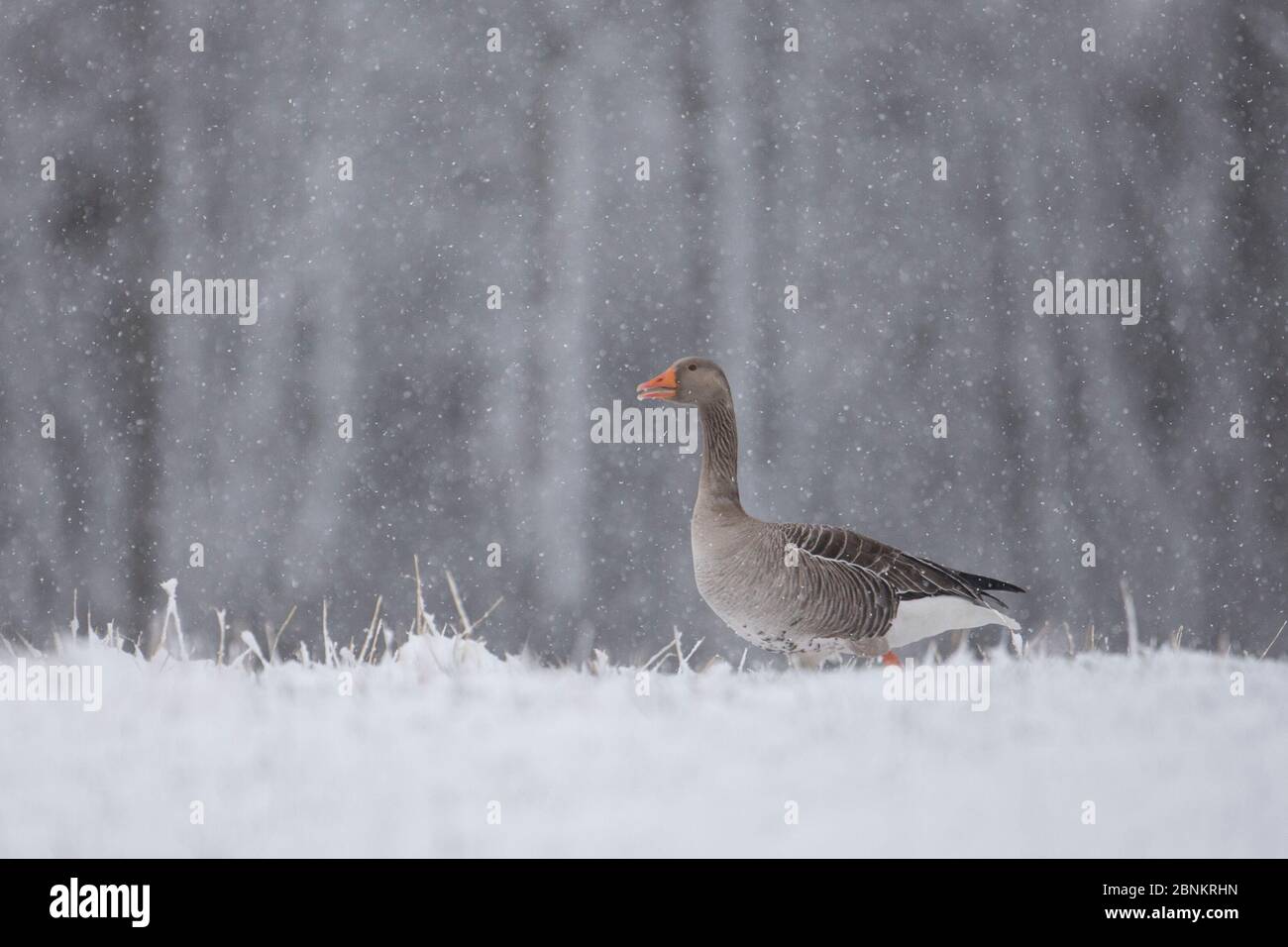 Graugans (Anser anser) im Schneesturm, Glenfeshie, Cairngorms National Park, Schottland, Großbritannien, April. Stockfoto