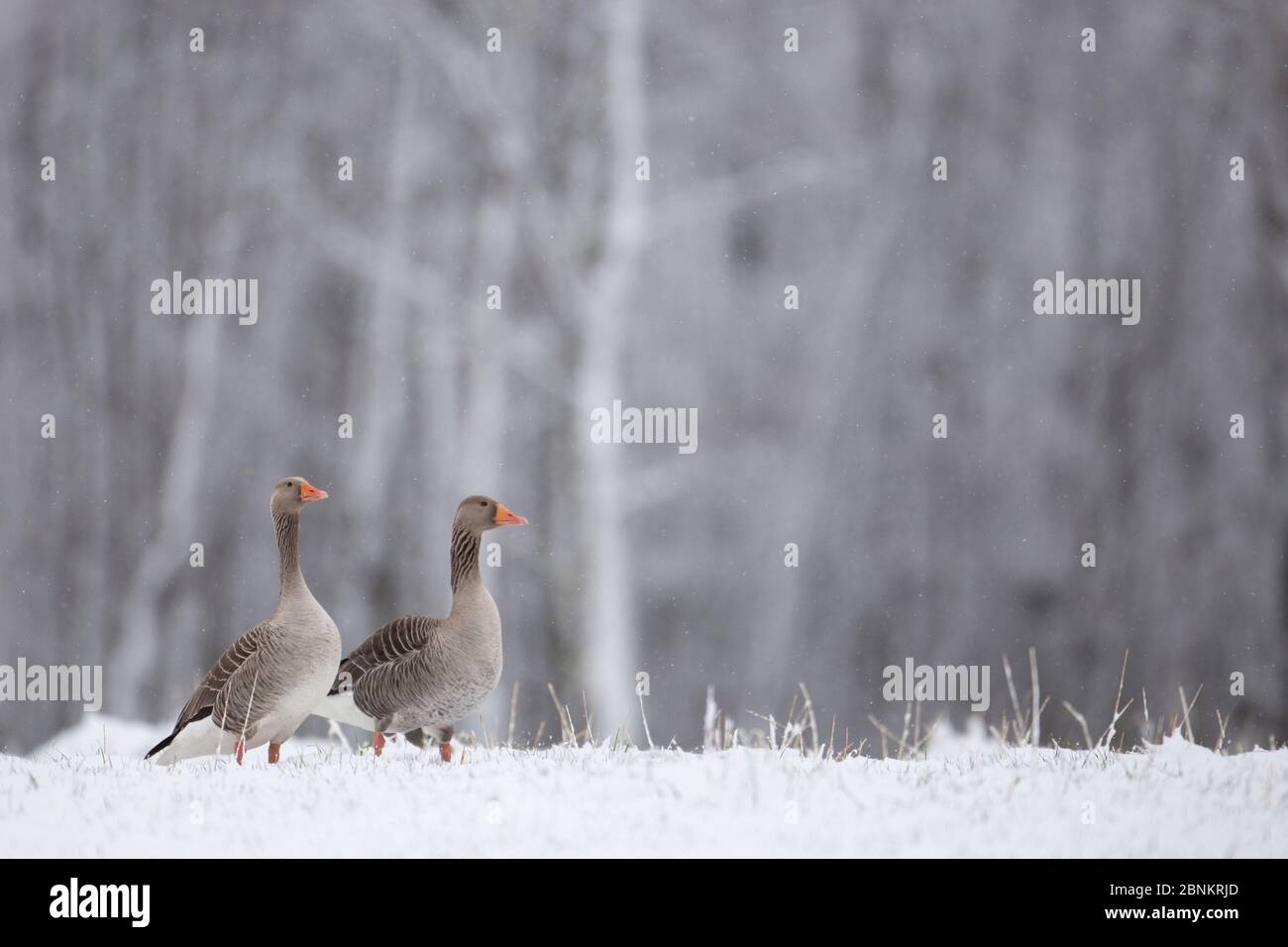 Graugans (Anser anser) Paar im Schnee, Glenfeshie, Cairngorms National Park, Schottland, Großbritannien, April. Stockfoto