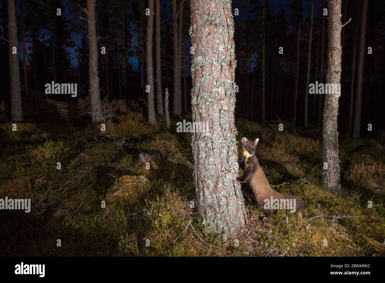 Mardermörder (Martes Martes) stehen gegen Baum in Kiefernwald bei Nacht, Glenfeshie, Cairngorms National Park, Schottland, Großbritannien, Mai. Stockfoto