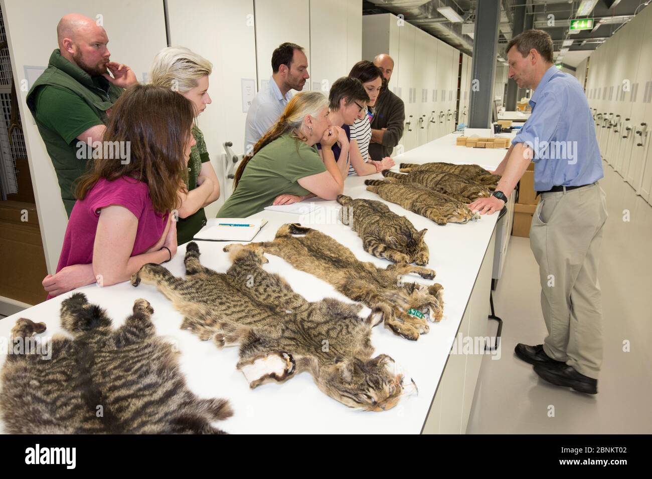 Scottish Wildcat Action Projektmitarbeiter lernen über schottische Wildkatzen (Felis silvestris grampia) Pelage Markierungen durch Untersuchung Pelze bei National C Stockfoto