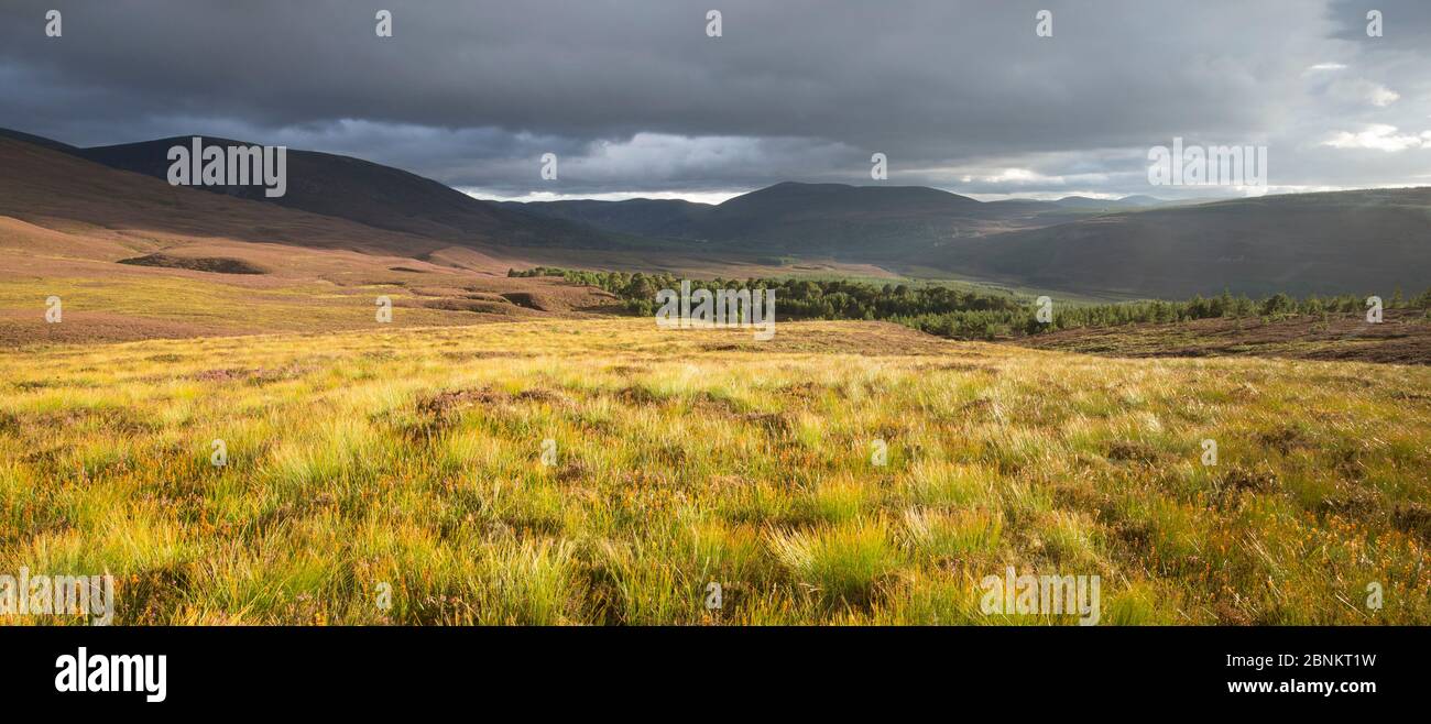 Stürmische Licht über Heideland, Glenfeshie, Cairngorms National Park, Schottland, UK, September 2015. Stockfoto