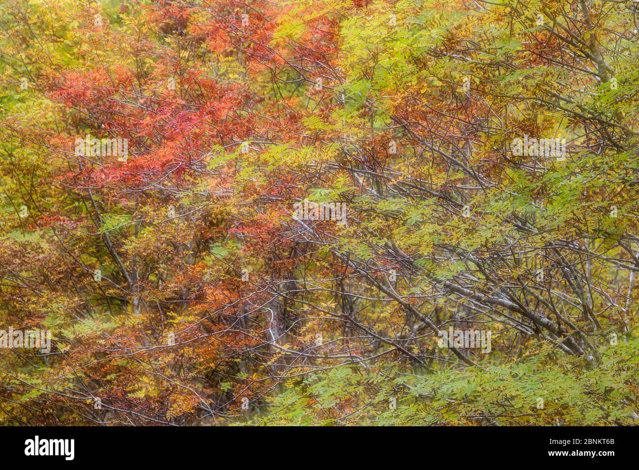 Zusammenfassung von Rowan / Bertasche (Sorbus aucuparia), Glen Affric, Highlands, Schottland, Großbritannien, Oktober. Stockfoto