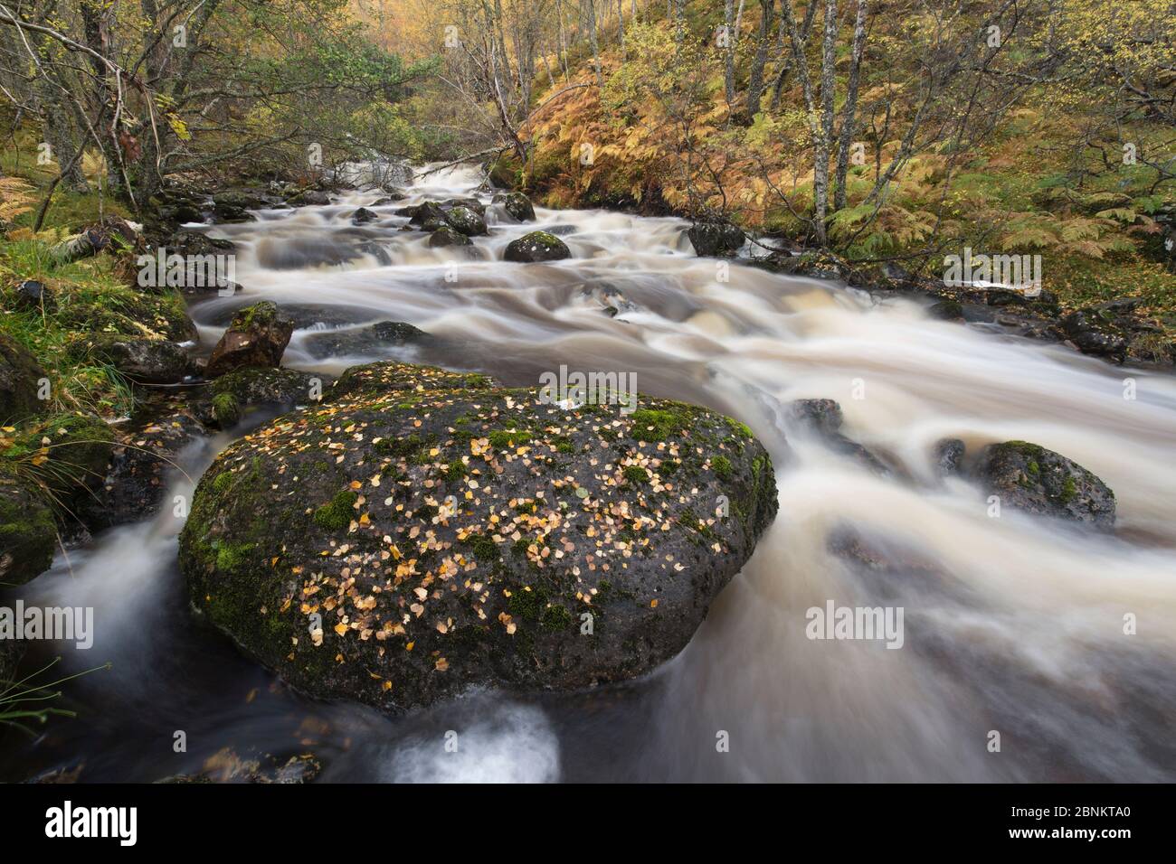 Fluss/Brennen durch die Wälder fließen, Glen Affric National Nature Reserve, Highland, Schottland, Oktober 2015. Stockfoto