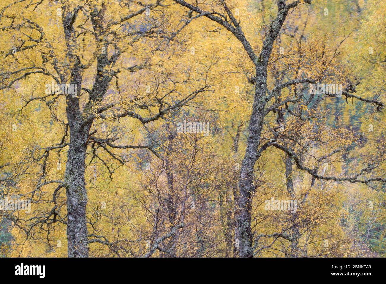 Heimische Birke (Betula sp) Wald im Herbst, Glen Affric National Nature Reserve, Highland, Schottland, Oktober 2015. Stockfoto