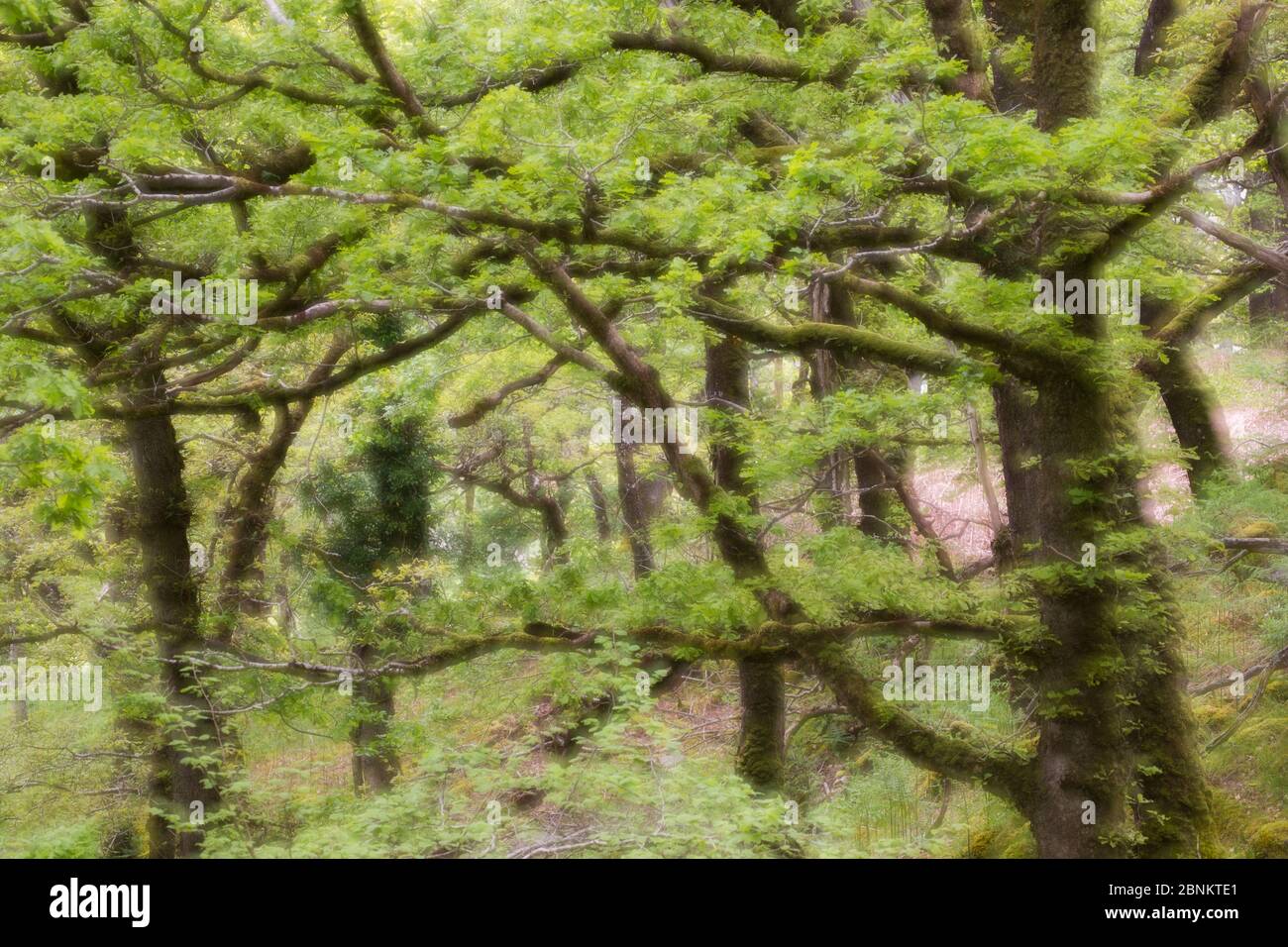 Eichenholz (Quercus petraea) Zweige in Atlantischer Eiche, Taynish National Nature Reserve, Argyll, Schottland, Großbritannien, Juni. Stockfoto