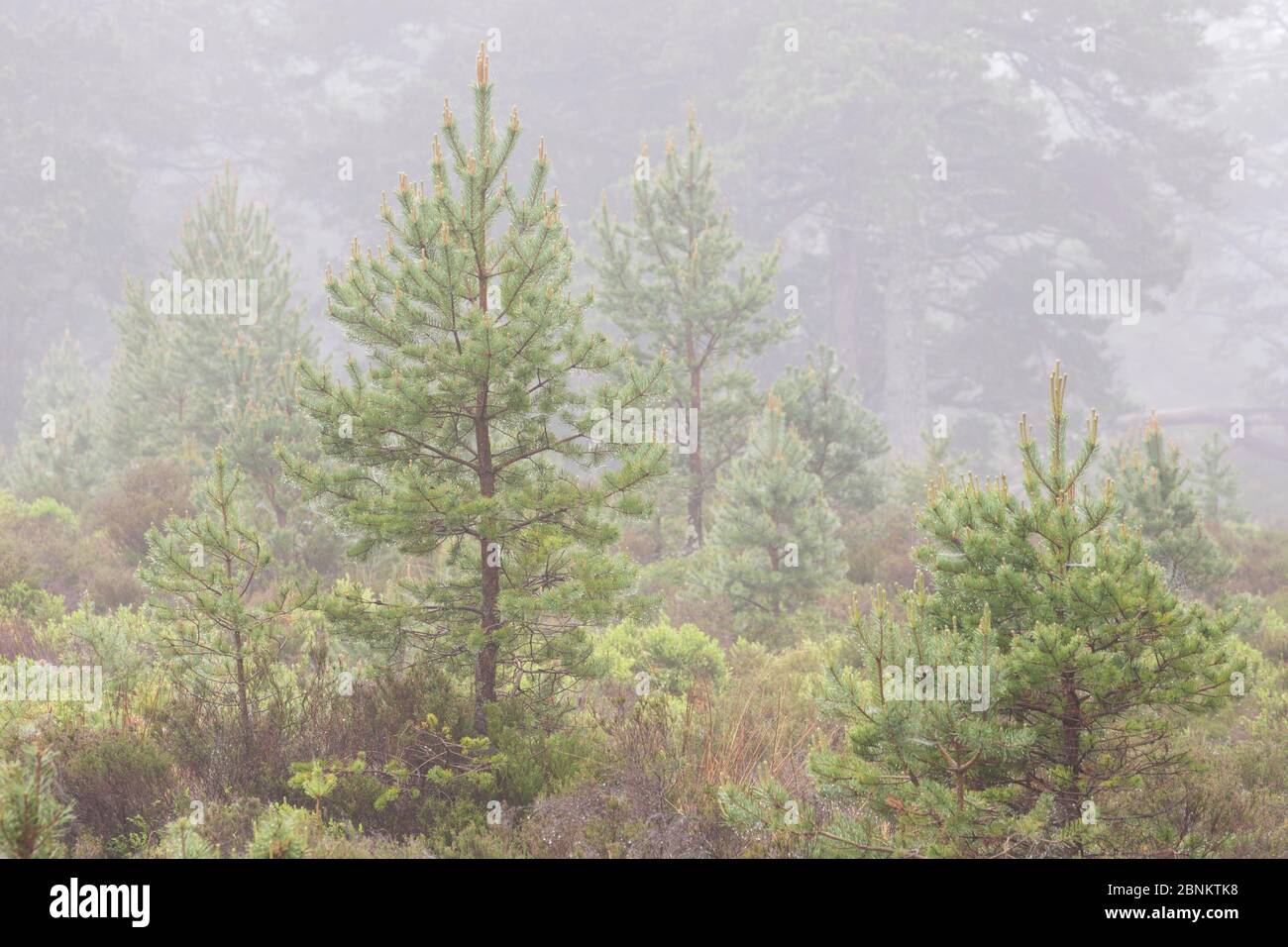 Schottenkiefern (Pinus sylvestris), die sich nach dem Entfernen von Weidedruck regenerieren, Rothiemurchus Forest, Cairngorms National Park, Schottland, Großbritannien, Juni Stockfoto