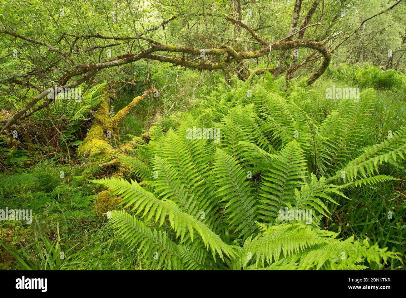Farne und bemoosten Totholz im Atlantischen Oakwood, Taynish National Nature Reserve, Argyll, Schottland, Großbritannien, Juni. Stockfoto