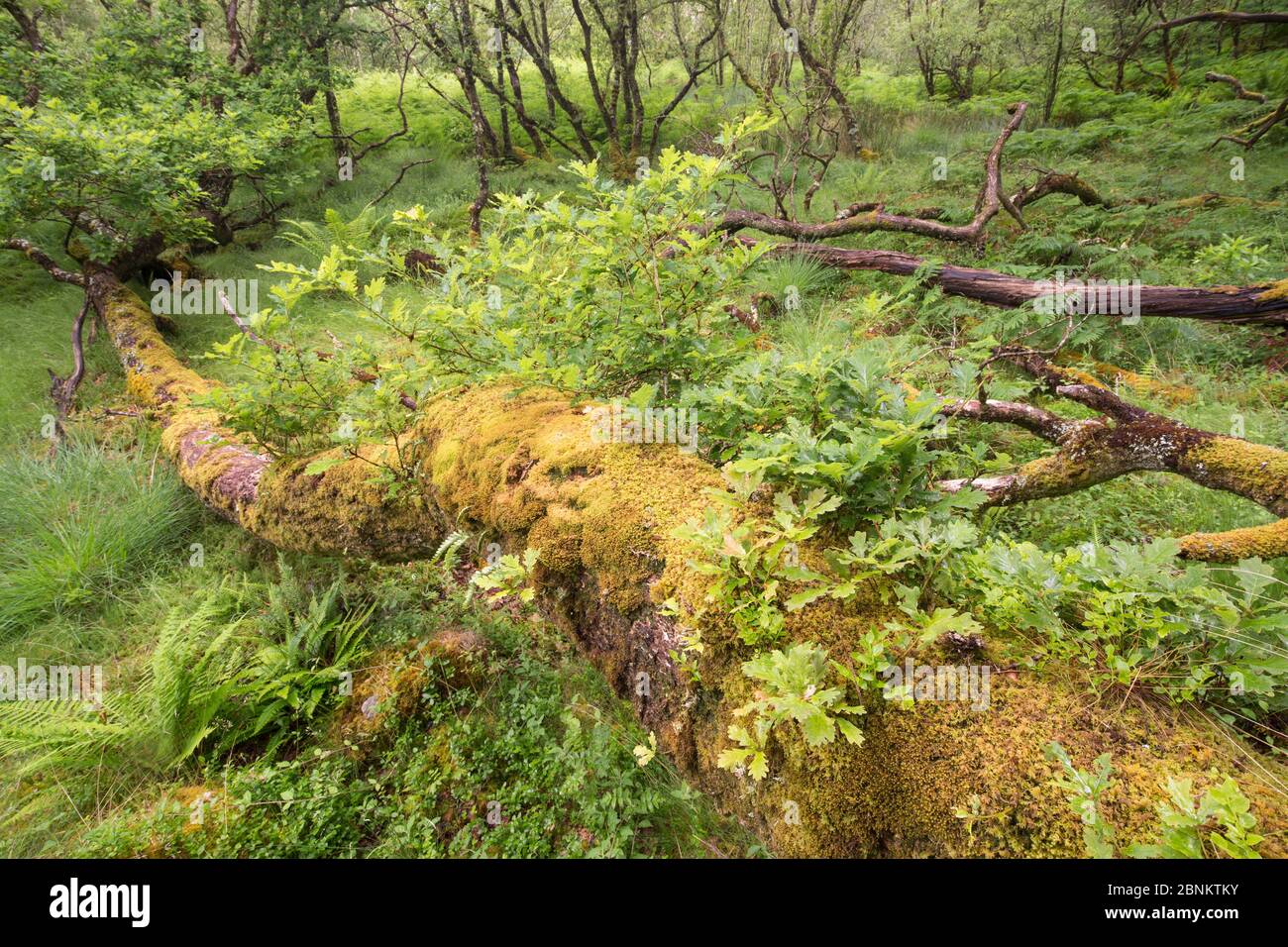Gefallene Eiche (Quercus sp) mit Sprossen wachsen von amtsleitung im Atlantischen Oakwood, Taynish National Nature Reserve, Argyll, Schottland, Großbritannien, Juni. Stockfoto