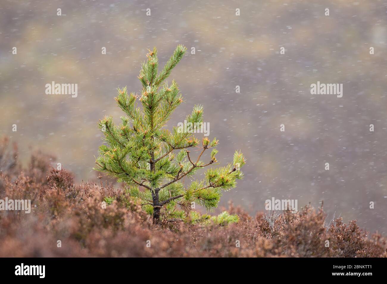 Schotten Kiefer (Pinus sylvestris) Setzling zwischen Heidekraut, Deeside, Cairngorms National Park, Schottland, Großbritannien, April. Stockfoto