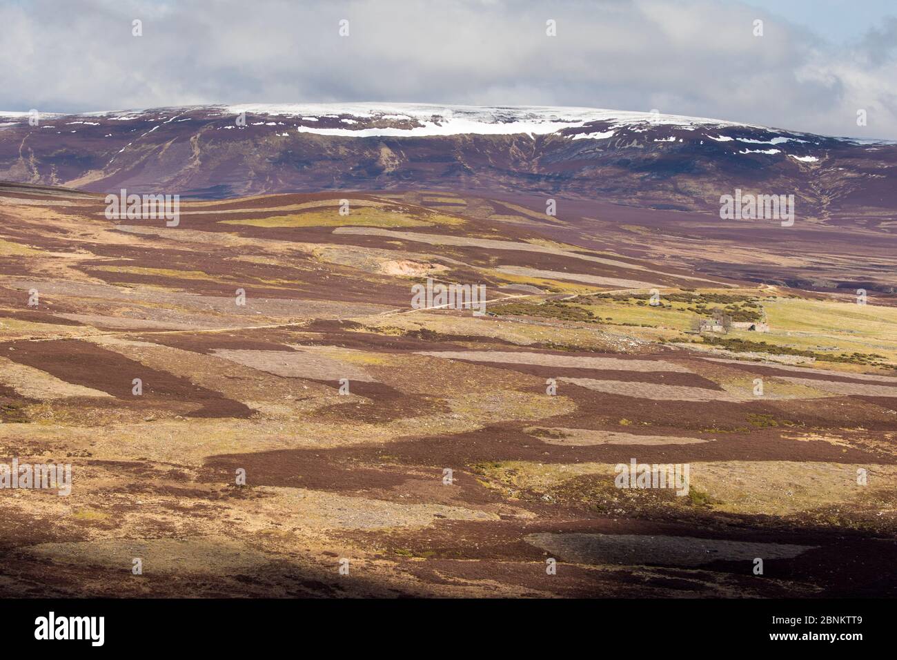 Patchwork der Berggebiete Heideland, Cairngorms National Park, Schottland, UK, April 2016. Stockfoto