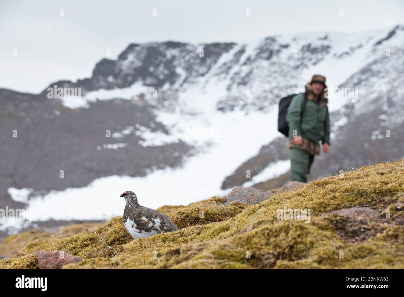 Hügelwanderer beobachten Ptarmigan (Lagopus mutus) Männchen, Cairngorms National Park, Schottland, Großbritannien, Mai 2015. Stockfoto