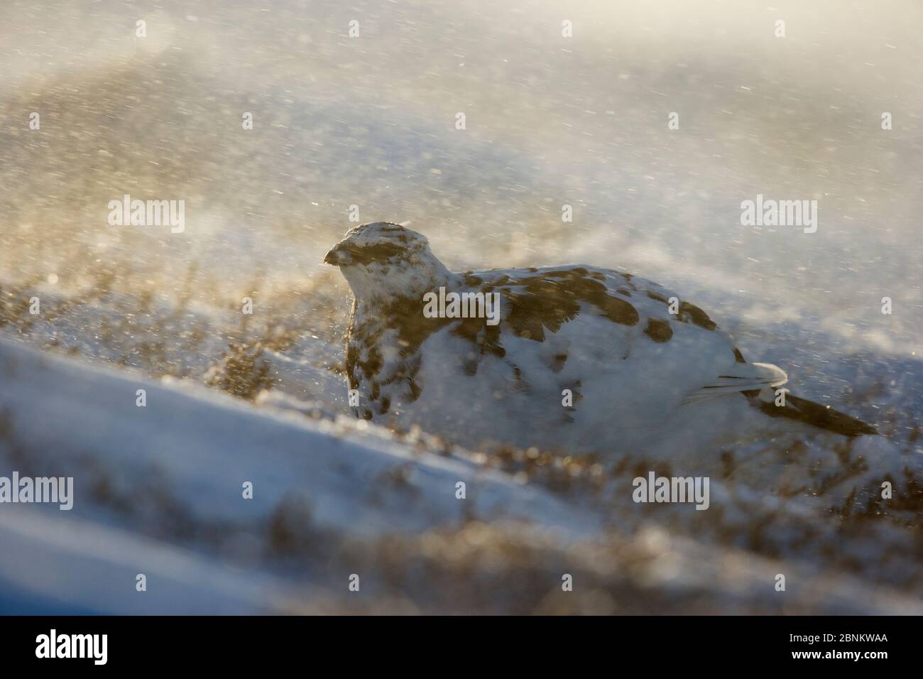 Ptarmigan (Lagopus mutus) Männchen im Schneesturm, Cairngorm Mountains, Cairngorms National Park, Schottland, Großbritannien, März. Stockfoto