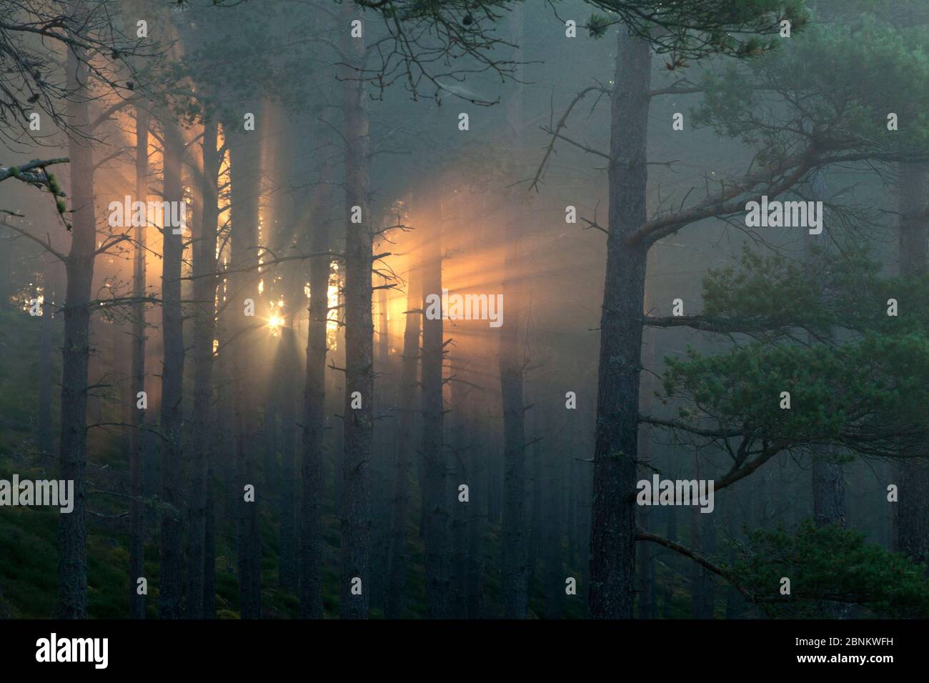 Sonnenschächte im Kiefernwald bei Sonnenaufgang, Strathspey, Cairngorms National Park, Schottland, Großbritannien, Juli. Stockfoto
