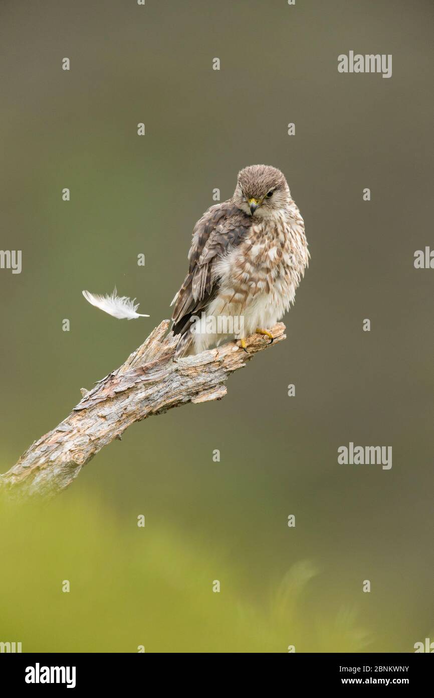 Merlin (Falco columbarius) Weibchen beim Beisammensein, beobachten, wie die Federn zu Boden fallen, Glen Tanar, Cairngorms National Park, Schottland, Großbritannien, Juni. Stockfoto