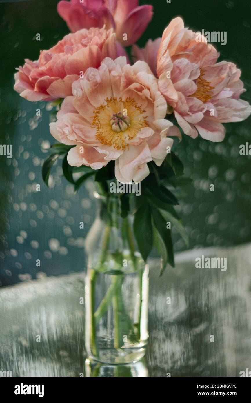 Schöne rosa Pfingstrosen in einer Glasvase. Blumen in einer Vase auf einem Spiegeltisch. Pfingstrosen mit Bokeh. Stockfoto