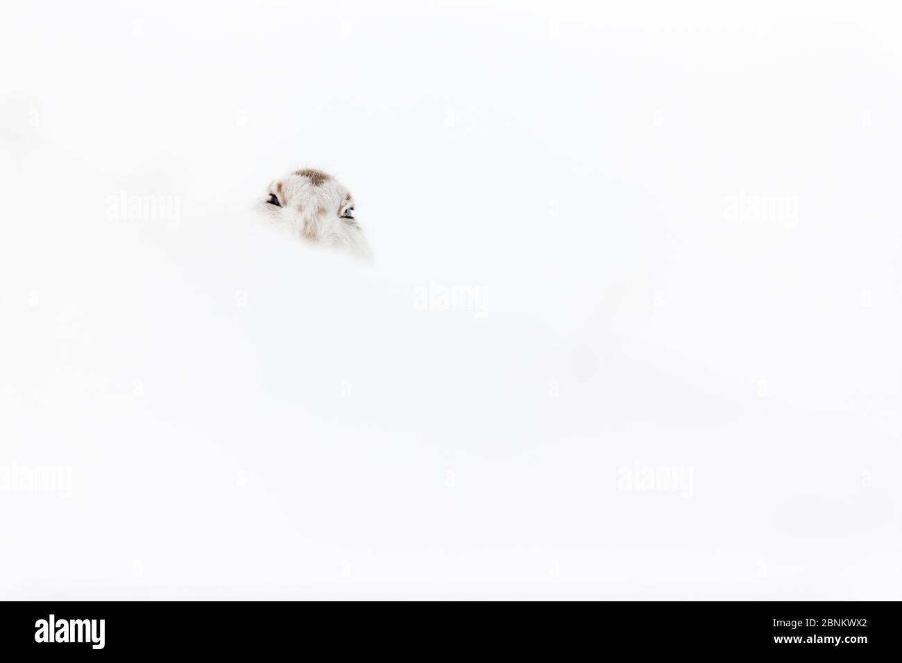 Schneehase (Lepus timidus) im Schnee Loch, Schottland, UK ruht, Februar. Stockfoto